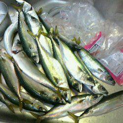 真冬にウキがスポッと沈むのをみたくて～